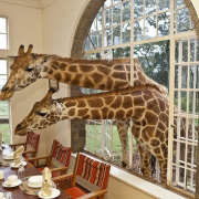 Hard-not-to-SMILE-Giraffe-Manor-Kenya-